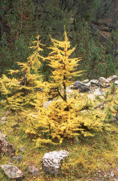LARCH